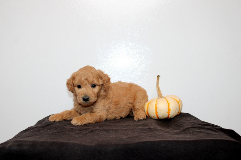 puppy, for, sale, Mini Golden Doodle F2, Matthew B. Stoltzfus, dog, breeder, Gap, PA, dog-breeder, puppy-for-sale, forsale, nearby, find, puppyfind, locator, puppylocator, aca
